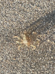 Ocypode occidentalis