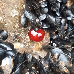 Actinia mediterranea