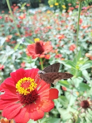 Eudaminae