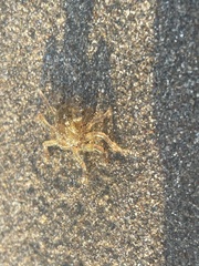 Ocypode occidentalis