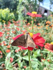 Eudaminae