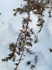 Juniperus communis depressa