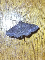 Eulepidotinae