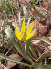 Tulipa urumiensis