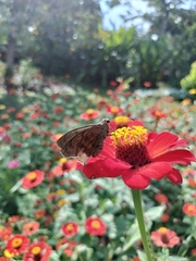 Eudaminae