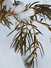 Juniperus communis depressa