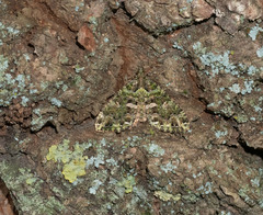 Austrocidaria similata