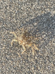 Ocypode occidentalis