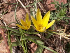 Tulipa urumiensis