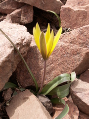 Tulipa urumiensis