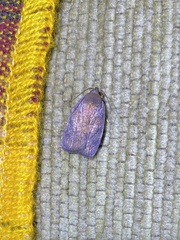 Hampsonodes mastoides