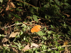 Dryas iulia moderata