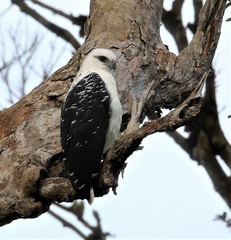 Pseudastur albicollis