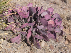 Opuntia azurea