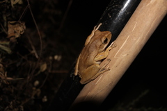 Polypedates leucomystax