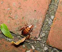 Drymaplaneta semivitta