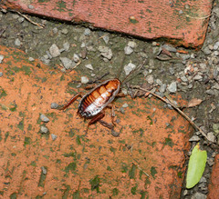 Drymaplaneta semivitta