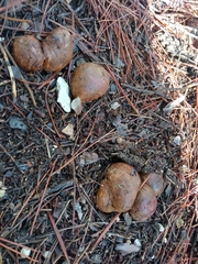 Pisolithus