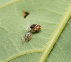 Scolypopa australis