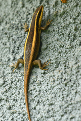 Trachylepis striata