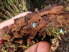 Philodromus margaritatus