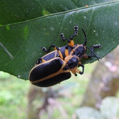 Mecistomela marginata