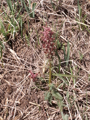 Pedicularis albertii