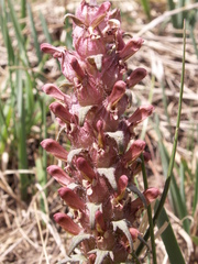 Pedicularis albertii