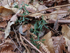 Polygaloides chamaebuxus