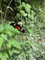 Heliconius hortense