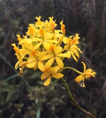 Epidendrum melinanthum