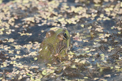 Pelophylax