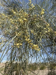 Acacia stenophylla