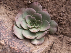 Rosularia glabra