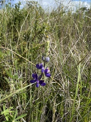 Lupinus pubescens