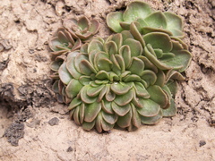 Rosularia glabra