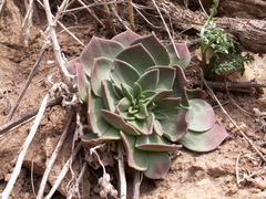 Rosularia glabra