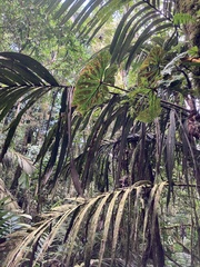 Philodendron verrucosum image