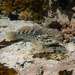 Caffrogobius caffer - Photo (c) Peter Swart, some rights reserved (CC BY-NC), uploaded by Peter Swart