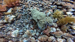 Scyllarides latus