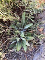 Reichardia tingitana