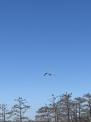 Pelecanus occidentalis