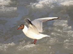 Chroicocephalus ridibundus