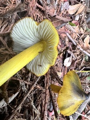 Hygrocybe singeri
