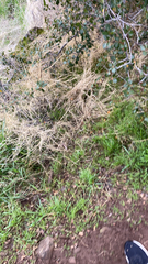 Cenchrus clandestinus