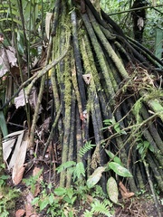 Socratea exorrhiza
