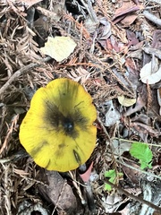 Hygrocybe singeri