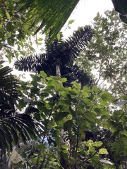 Socratea exorrhiza