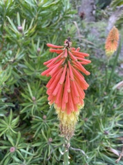 Kniphofia uvaria