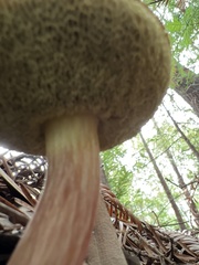 Xerocomellus mendocinensis